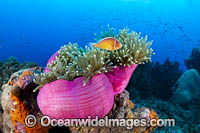 Pink Anemonefish (Amphiprion perideraion) amongst anemone tentacles. Great Barrier Reef, Queensland, Australia.