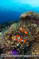 Eastern Clownfish (Amphiprion percula) amongst anemone tentacles. Found in Papua New Guinea and Great Barrier Reef, Australia.