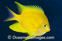 Golden Damsel (Amblyglyphidodon aureus). Also known as Lemon Damsel, Yellow Damselfish and Golden Sergeant. Found throughout the West Pacific, including the Great Barrier Reef, Australia.