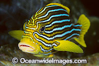 Ribbon Sweetlips (Plectorhinchus polytaenia). Also known Striped and Yellow-ribbon Sweetlips. Found throughout the Indo-Pacific. Photo taken at Tulamben, Bali, Indonesia.