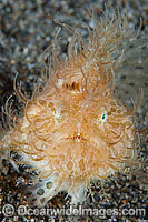 Striped Frogfish (Antennarius striatus). Also known as Hairy Frogfish, Striped Anglerfish and Hairy Anglerfish. Found throughout the Indo-West Pacific and Atlantic. Photo taken off Anilao, Philippines. Within the Coral Triangle.