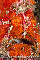 Giant Frogfish (Antennarius commersoni), showing detail of face. Also known as Giant Anglerfish. This species is highly variable in colour. Found throughout the Indo-West Pacific. Photo taken off Anilao, Philippines. Within the Coral Triangle.