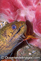 Spot-face Moray Eel (Gymnothorax fimbriatus) with Cleaner Shrimp (Lysmata amboinensis). Indo-Pacific. Within Coral Triangle.