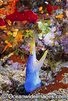 Blue Ribbon Eel (Rhinomuraena quaesita). Great Barrier Reef, Queensland, Australia