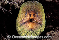 Green Moray Eel (Gymnothorax prasinus). New South Wales, Australia