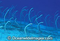 Pacific Spaghetti Eels - Garden Eels (Gorgasia japonica) feeding on suspended plankton. Bali, Indonesia