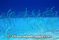 Pacific Spaghetti Eels - Garden Eels (Gorgasia japonica) feeding on suspended plankton. Bali, Indonesia