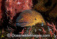 Yellow-edged Moray Eel (Gymnothorax flavimarginatus) with Hingebeak Cleaner Shrimps (Rhynchocinetes uritai). Bali, Indonesia