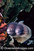White-eyed Moray Eels (Siderea thyrsoidea). Shark Bay, Western Australia