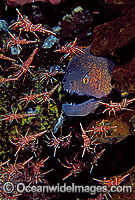 Yellow-edged Moray Eel (Gymnothorax flavimarginatus) with Hingebeak Cleaner Shrimps (Rhynchocinetes uritai). Bali, Indonesia
