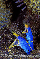 Pair of Blue Ribbon Eels (Rhinomuraena quaesita) sharing same hole. Bali, Indonesia