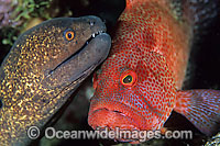 Yellow-edged Moray (Gymnothorax flavimarginatus) and Tomato Rock Cod (Cephalopholis sonnerati). Found throughout the Indo-West Pacific, including the Great Barrier Reef, Queensland, Australia