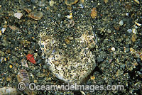 Crocodile Snake Eel (Brachysomophis crocodilinus). Found usually buried in sand throughout the Indo-West Pacific. Photo taken at Lembeh Strait, Sulawesi, Indonesia