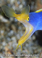 Blue Ribbon Eel (Rhinomuraena quaesita), male. Found throughout South-East Asia and Indo-Central Pacific, including the Great Barrier Reef, Queensland, Australia