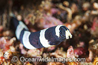 Half-banded Snake Eel (Leiuranus semicinctus). Found throughout the Indo-West Pacific. Photo taken off Anilao, Philippines. Within the Coral Triangle.