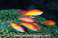 Schooling male Redfin Anthias (Pseudanthias dispar). Great Barrier Reef, Queensland, Australia