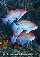 Pink Basslet (Pseudanthias hypselosoma), males grouped together. Also known as Stocky Anthias. Found throughout the Indo-West Pacific, including the Great Barrier reef, Australia.