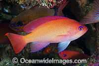 Pink Basslet (Pseudanthias hypselosoma), female. Also known as Stocky Anthias. Found throughout the Indo-West Pacific, including the Great Barrier reef, Australia.