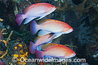 Pink Basslet (Pseudanthias hypselosoma), males grouped together. Also known as Stocky Anthias. Found throughout the Indo-West Pacific, including the Great Barrier reef, Australia.