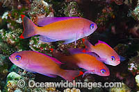 Pink Basslet (Pseudanthias hypselosoma), females schooling. Also known as Stocky Anthias. Found throughout the Indo-West Pacific, including the Great Barrier Reef, Australia.