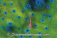 Ghost Goby (Pleurosicya micheli) on a Giant Clam mantle (Tridacna sp.). Great Barrier Reef, Queensland, Australia