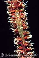 Sea-whip Goby (Bryaninops yongei). Found in association with sea-whip coral (Cirrhipathesanguinea) throughout the Indo-West Pacific, including Great Barrier Reef, Australia