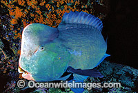 Humphead Parrotfish (Bolbometopon muricatum). Also known as Double-headed Parrotfish. Great Barrier Reef, Queensland, Australia