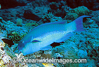 Blunt-headed Parrotfish (Scarus microrhinos) - feeding on hard coral. Great Barrier Reef, Queensland, Australia