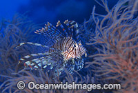 Common Lionfish (Pterois volitans) amongst Black Coral. Also known as Firefish. Great Barrier Reef, Queensland, Australia