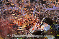 Ragged-finned Lionfish (Pterois antennata) - amongst Dendronephthya soft corals. Found on offshore reefs throughout the Indo-West Pacific. Photo taken Great Barrier Reef, Queensland, Australia