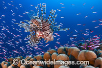 Common Lionfish (Pterois volitans), hunting schooling Basslets. Found throughout the Indo-West Pacific, including the Great Barrier Reef, Australia. Photo taken at Christmas Island, Australia.