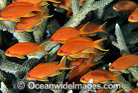 Schooling Orange Fairy Basslets (Pseudanthias cf cheirospilos). Great Barrier Reef, Queensland, Australia