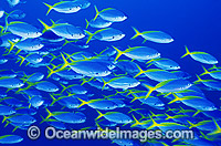 Schooling Yellow-backed Fusilier (Caesio xanthonota). Great Barrier Reef, Queensland, Australia