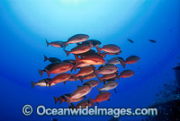 Schooling Pinjalo Snapper (Pinjalo lewisi). Indo-Pacific