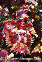 Small-scale Scorpionfish (Scorpaenopsis oxycephala). Great Barrier Reef, Queensland, Australia