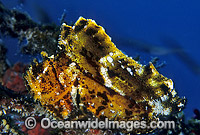 Leaf Scorpionfish (Taenianotus triacanthus). Also known as Paper Scorpionfish. Great Barrier Reef, Queensland, Australia