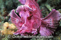 Paddle-flap Scorpionfish (Rhinopias eschmeyeri). Found throughout the Indo-West Pacific. Photo taken at Lembeh Strait, Sulawesi, Indonesia