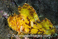 Leaf Scorpionfish (Taenianotus triacanthus) - yellow phase. This species is highly variable and has many colour variations. Also known as Paper Scorpionfish. Found on offshore reefs throughout South-East Asia and Indo-Central Pacific. Photo taken at Bali.