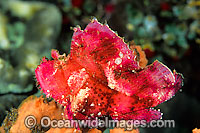 Leaf Scorpionfish (Taenianotus triacanthus) - pink phase. This species is highly variable and has many colour variations. Also known as Paper Scorpionfish. Found on offshore reefs throughout South-East Asia and Indo-Central Pacific. Photo taken at Bali.