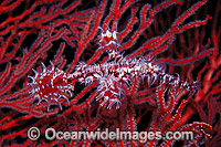 Harlequin Ghost Pipefish (Solenostomus paradoxus) - amongst Gorgonian Fan Coral. Also known as Ornate Ghost Pipefish. Great Barrier Reef, Queensland, Australia