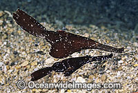 Robust Ghost Pipefish (Solenostomus cyanopterus) - male and female pair. Kimbe Bay, Papua New Guinea