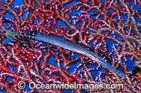 Pacific Trumpetfish (Aulostomus chinensis) - sheltering against Gorgonian Fan Coral. Also known as Painted Flutemouth. Indo-Pacific