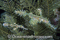 Harlequin Ghost Pipefish (Solenostomus paradoxus) - male and female sheltering amongst the branches of a Stinging Hydroid. Found throughout Indo-West Pacific, including the Great Barrier Reef, expanding into sub-tropical zones. Also Ornate Ghost Pipefish.