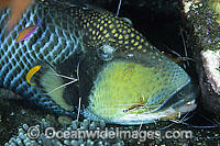 Titan Triggerfish (Balistoides viridescens) - being cleaned by Cleaner Shrimp (Lysmata amboinensis). Found thoughout the Great Barrier Reef, NW Australia, SE Asia and Indo-central Pacific.