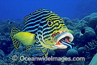 Pair of Blue-streak Cleaner Wrasse (Labroides dimidiatus) cleaning inside the mouth and gills of an Oriental Sweetlips (Plectorhinchus vittatus). Aldabra Atoll, Indian Ocean