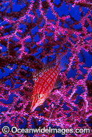 Long-nose Hawkfish (Oxycirrhites typus) on Gorgonian Fan Coral. Great Barrier Reef, Queensland, Australia