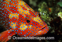 Coral Grouper (Cephalopholis miniata). Also known as Coral Rock Cod. Great Barrier Reef, Queensland, Australia