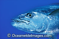 Dogtooth tuna Gymnosarda unicolor