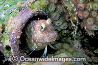 Twin-spot Blenny (Salarias segmentatus). Also known as Red-spotted Blenny. Great Barrier Reef, Queensland, Australia