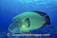 Napolean Wrasse (Cheilinus undulatus). Also known as Humphead Maori Wrasse, Giant Wrasse, Double-headed Maori Wrasse and Giant Maori Wrasse. Great Barrier Reef, Queensland, Australia. Classified Endangered IUCN Red List.